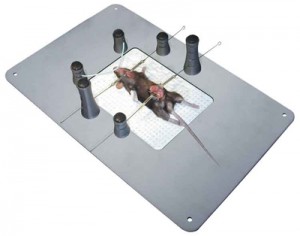 Canica_Mouse_table_400x314