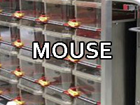 Mouse caging Alt Design & Animal Care Systems