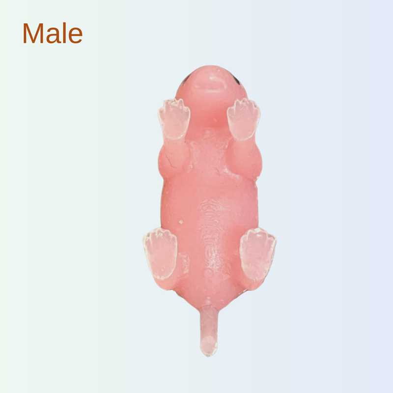 Male
