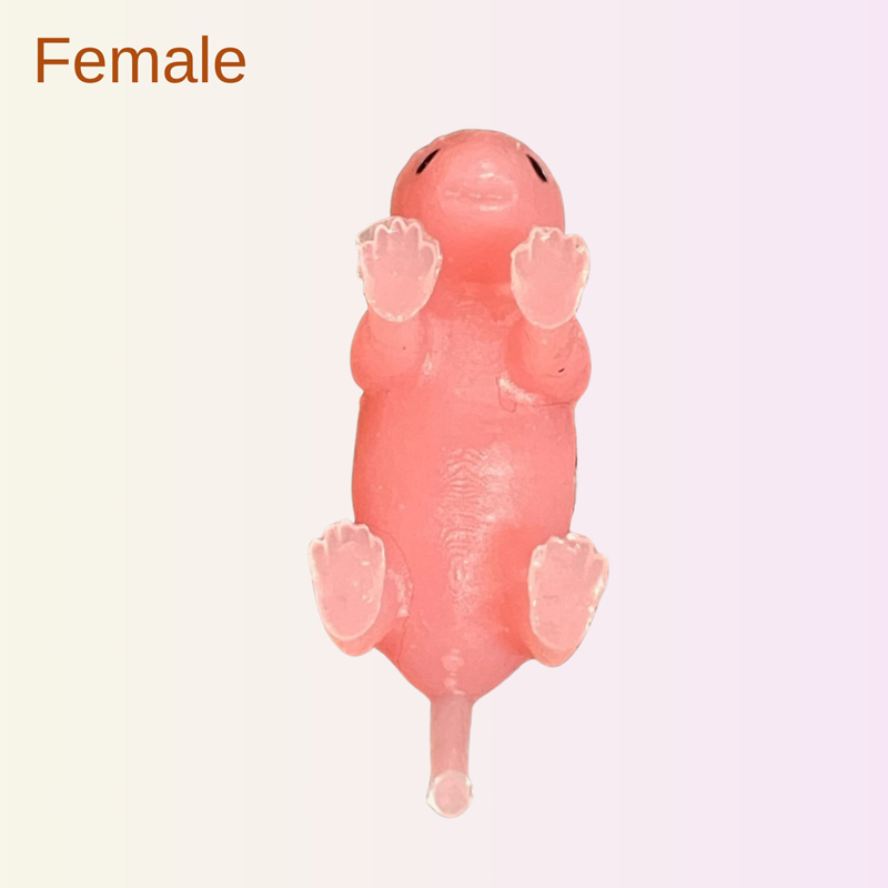 female